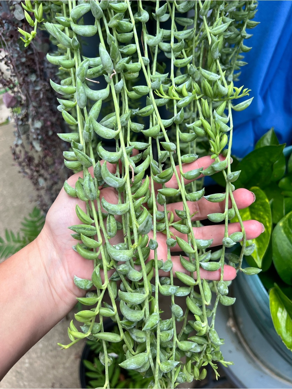 String of bananas 3 cuttings